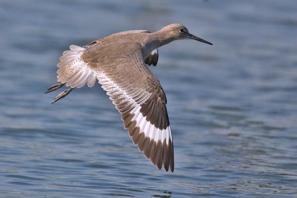 Willet | Tringa semipalmata photo