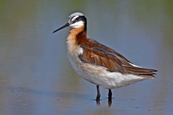 Wilson's Phalarope | Phalaropus tricolor photo