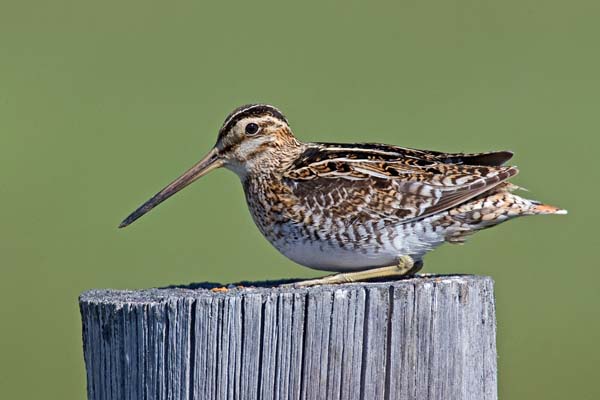 Wilson's Snipe | Gallinago delicata photo