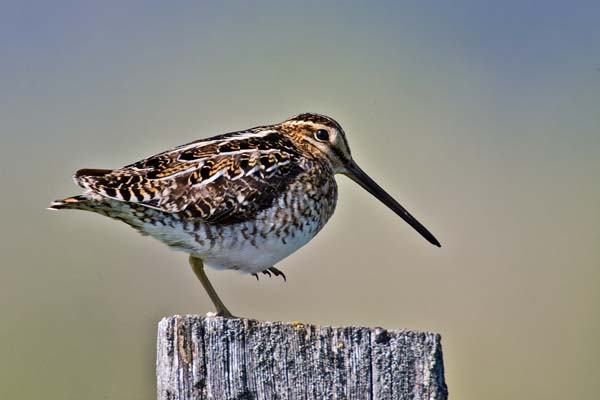 Wilson's Snipe | Gallinago delicata photo