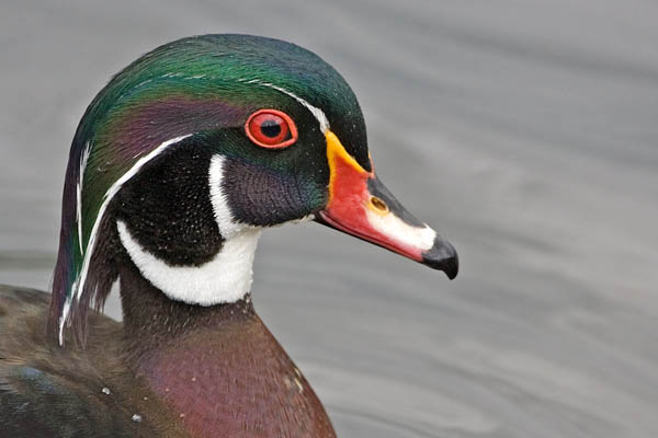 Wood Duck | Aix sponsa photo