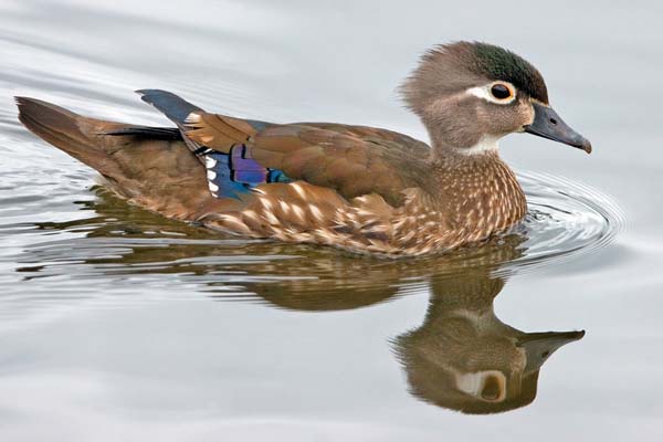 Wood Duck | Aix sponsa photo