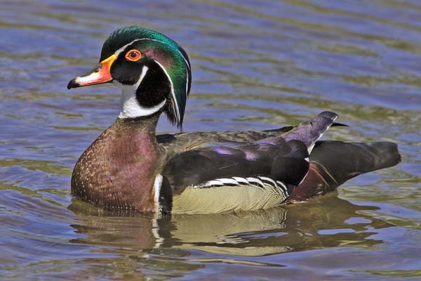 Wood Duck | Aix sponsa photo