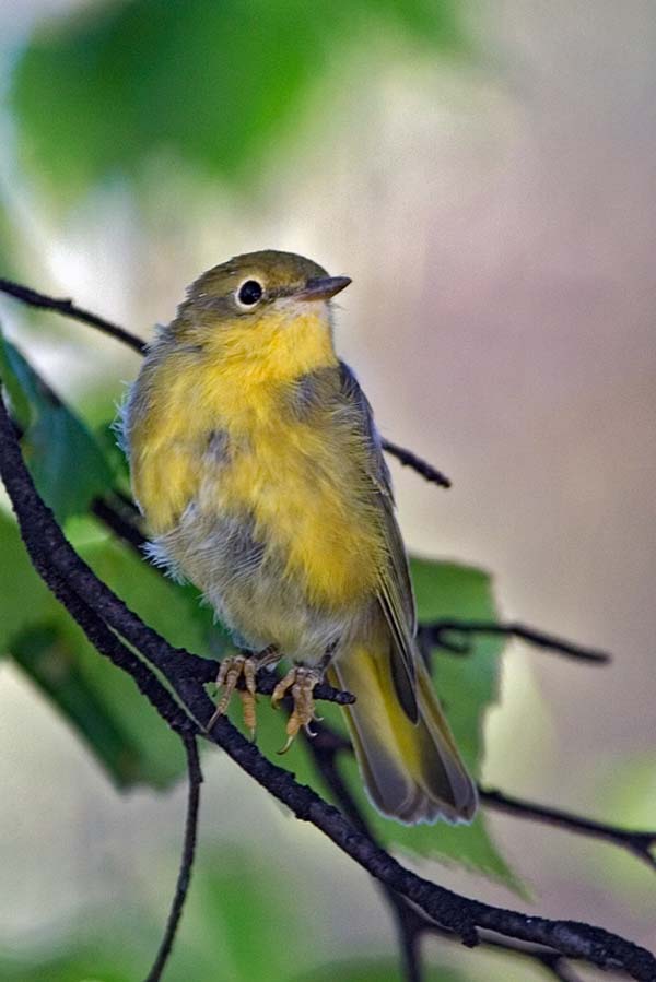 Yellow-bellied Flycatcher | Empidonax flaviventris photo