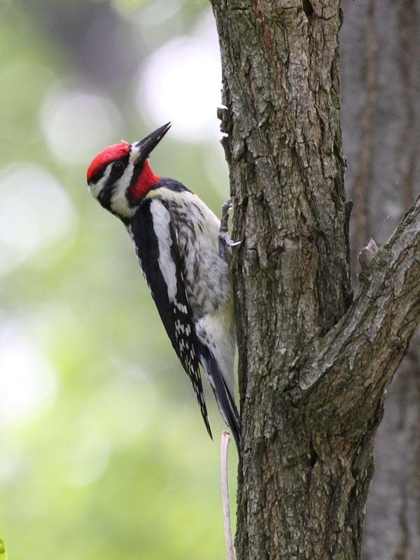 Yellow-bellied Sapsucker | Sphyrapicus varius photo