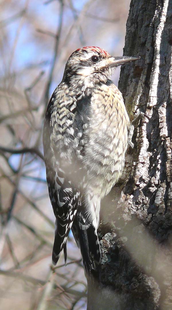 Yellow-bellied Sapsucker | Sphyrapicus varius photo