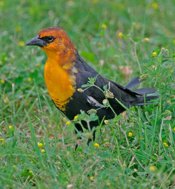 Yellow-headed Blackbird | Xanthocephalus xanthocephalus photo