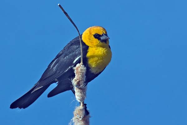 Yellow-headed Blackbird | Xanthocephalus xanthocephalus photo