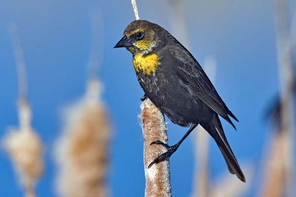 Yellow-headed Blackbird | Xanthocephalus xanthocephalus photo
