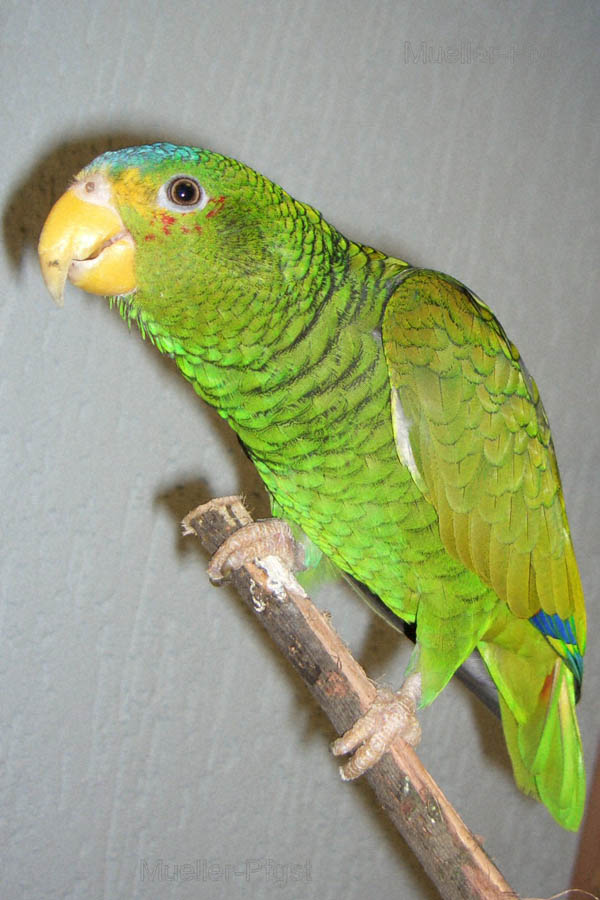 Yellow-lored Parrot | Amazona xantholora photo