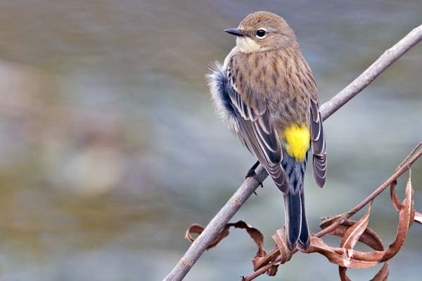 Yellow-rumped Warbler | Dendroica coronata photo