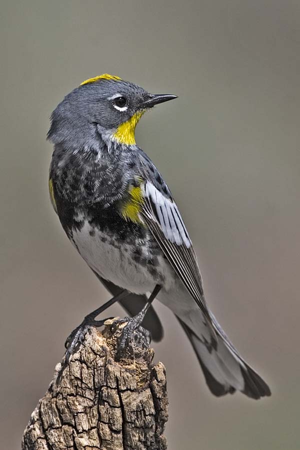 Yellow-rumped Warbler | Dendroica coronata photo