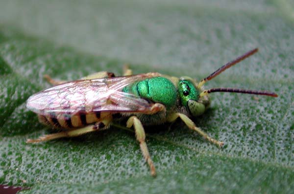 Sweat bee | Agapostemon texanus photo