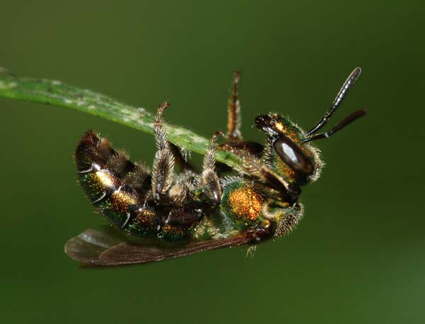 Sweat bee | Agapostemon virescens photo