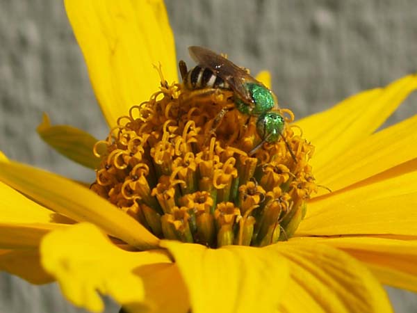 Sweat bee | Agapostemon virescens photo