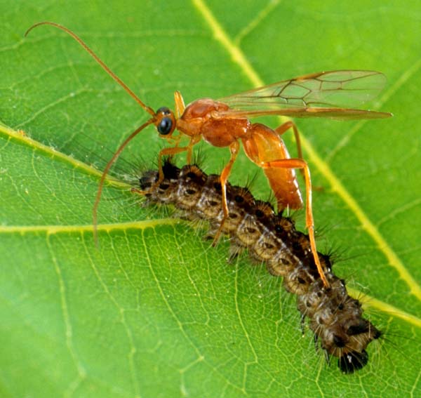 Braconid wasp | Aleiodes indiscretus photo