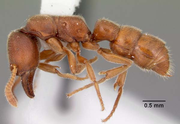 Ant | Amblyopone pallipes photo