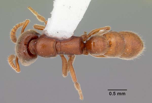 Ant | Amblyopone pallipes photo