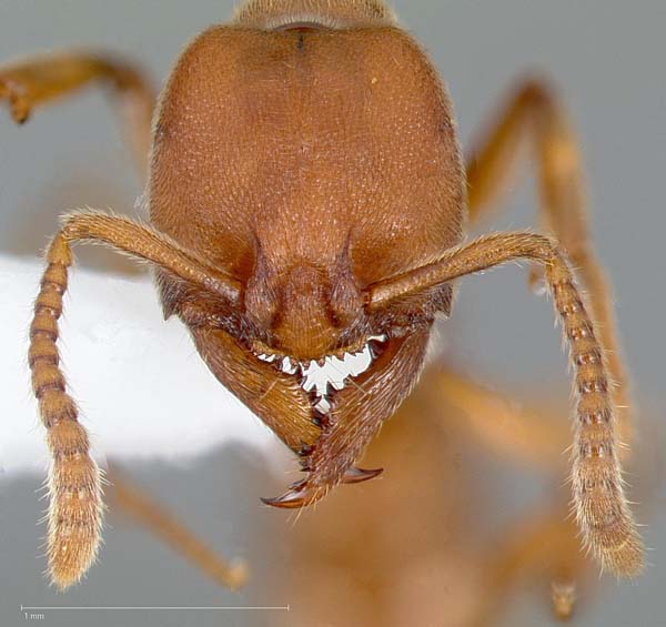 Ant | Amblyopone pallipes photo