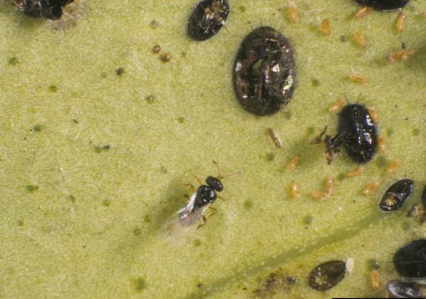 Citrus blackfly parasitoid | Amitus hesperidum photo