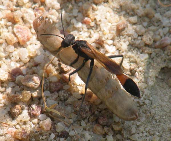 Sphecid wasp | Ammophila pictipennis photo