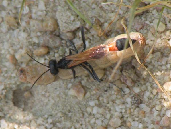 Sphecid wasp | Ammophila pictipennis photo