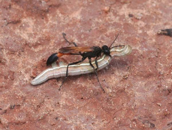 Hunting wasp | Ammophila zanthoptera photo