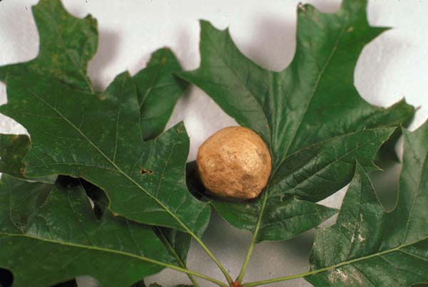 Large oak-apple gall | Amphibolips confluenta photo