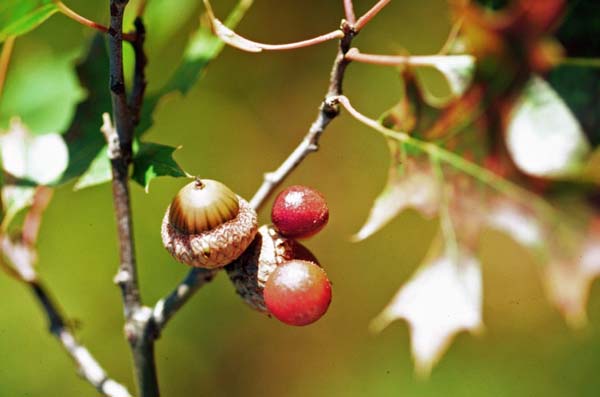 Acorn-plum gall | Amphibolips quercusjuglans photo