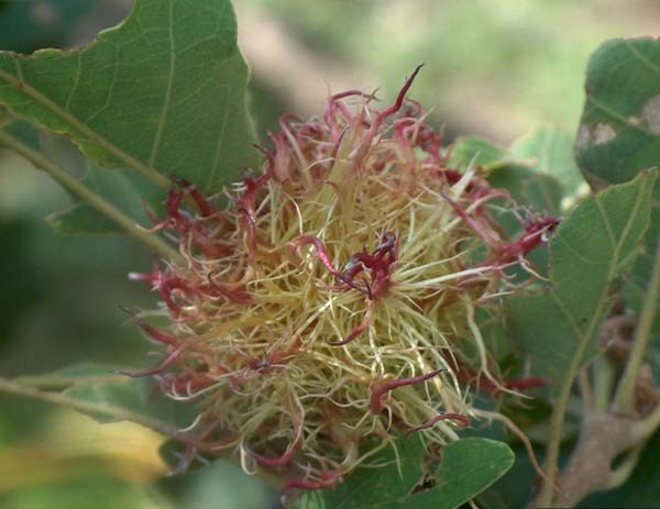 Cynipid gall wasp | Andricus caputmedusae photo