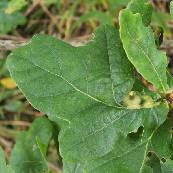 Cynipid gall wasp | Andricus curvator photo