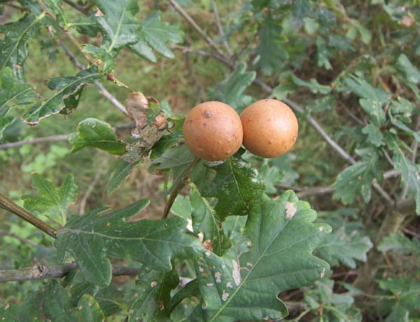 Marble gall | Andricus kollari photo