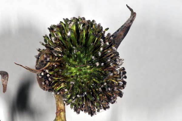 Cynipid gall wasp | Andricus lucidus photo