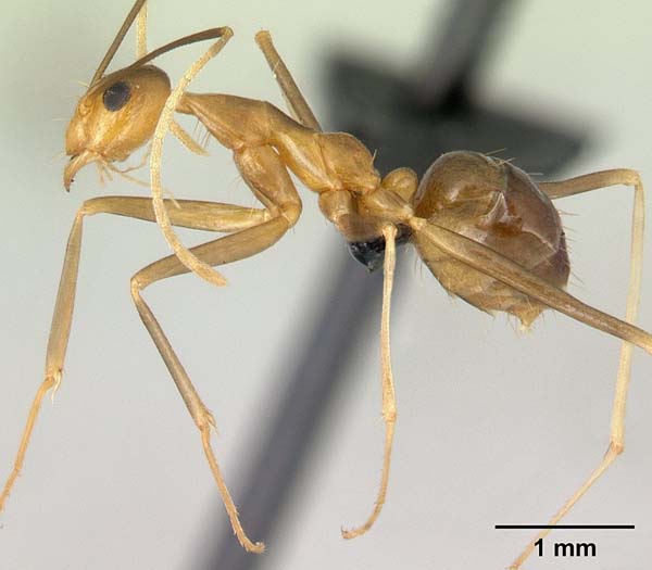 Yellow Crazy Ant | Anoplolepis gracilipes photo