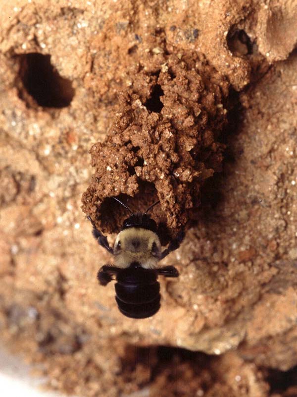 Bee | Anthophora abrupta photo