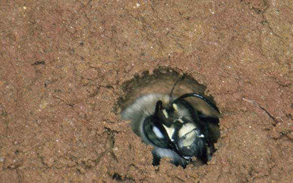 Bee | Anthophora ursina photo