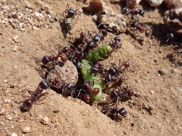 Rough harvester ant | Pogonomyrmex rugosus photo