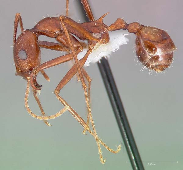 Long-legged ant | Aphaenogaster cockerelli photo