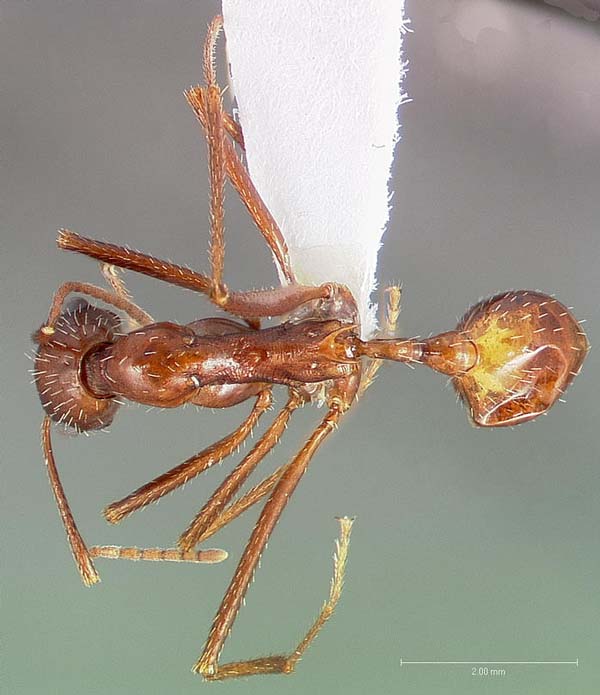 Long-legged ant | Aphaenogaster cockerelli photo
