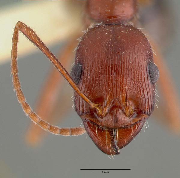 Long-legged ant | Aphaenogaster cockerelli photo