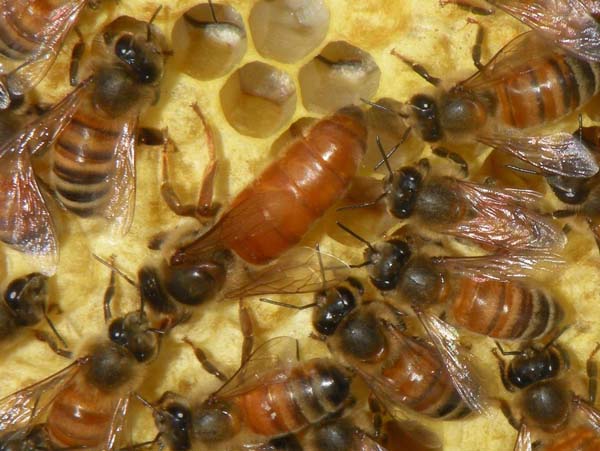 Honey bee | Apis mellifera photo