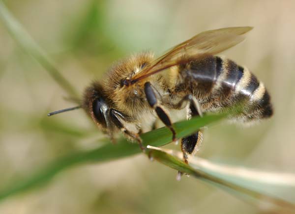 Honey bee | Apis mellifera photo