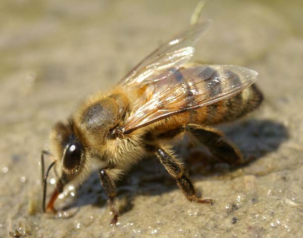 Honey bee | Apis mellifera photo