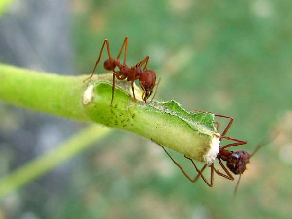 Texas leafcutting ant | Atta texana photo