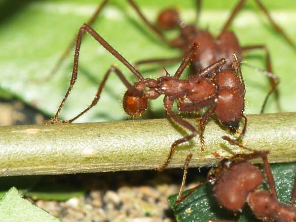 Forest bachac | Atta cephalotes photo