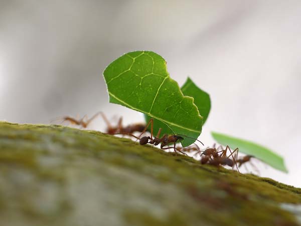 Forest bachac | Atta cephalotes photo