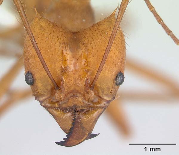 Forest bachac | Atta cephalotes photo