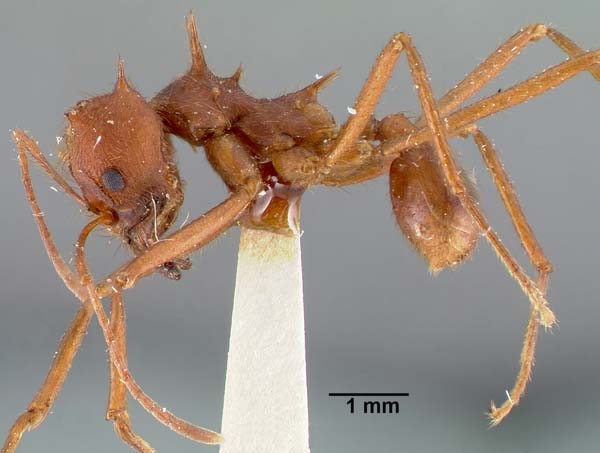Texas leafcutting ant | Atta texana photo