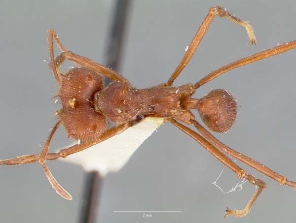 Texas leafcutting ant | Atta texana photo