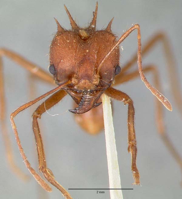 Texas leafcutting ant | Atta texana photo